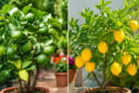 Trồng chanh trong chậu nên chọn chanh quả xanh hay chanh vàng Mỹ?