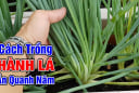 Cách trồng hành nhanh đẻ nhánh, cây khỏe lá ra quanh năm