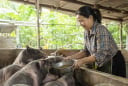 Phụ nữ tự chủ tài chính bằng việc tham gia BHXH, vay vốn kinh doanh