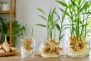 Trồng gừng thủy sinh: Đừng quên điều này để cây khỏe không sợ vàng lá, nhiều nhánh nhiều củ