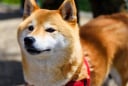 Câu chuyện cảm động phía sau những chú chó trung thành nhất thế giới