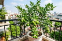 Người thuộc 2 mệnh này hợp trồng cây chanh nhất