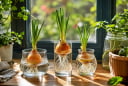 Cách trồng hành tây thủy sinh để bàn, đặt cửa sổ: Vừa đẹp mắt vừa tăng sinh khí