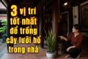 3 vị trí tốt nhất để trồng cây lưỡi hổ trong nhà