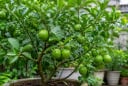 Cách trồng chanh trong chậu vẫn sai quả, lá xanh tốt quanh năm: Chỉ cần nhớ 6 bí quyết này