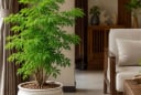 Trồng cây đinh lăng phong thủy trong chậu: Nên đặt trong nhà hay vị trí nào để vừa đẹp vừa hút tài lộc?
