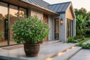 Vì sao nhiều người thích trồng chậu húng quế trước nhà?