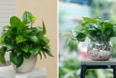 3 vị trí tốt nhất để trồng cây Trầu Bà hút lộc