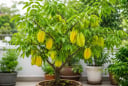 Cây khế phong thủy trồng chậu: Đặt ở vị trí này vừa đẹp nhà vừa được xem là hút tài lộc