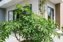 Trong nhà có 3 vị trí tốt nên trồng cây đinh lăng