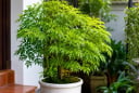 Trồng cây đinh lăng nên đặt ở vị trí nào tốt cho phong thủy?