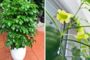 3 vị trí tốt nhất để trồng cây hạnh phúc hút lộc