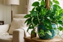 Người thuộc 3 mệnh này trồng cây trầu bà, tài lộc nhân đôi
