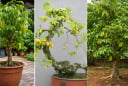Trồng cây khế phong thủy: Trồng chậu thông thường hay tạo dáng bonsai hay trồng xuống đất cho thật lớn?
