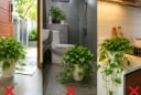 3 vị trí này đừng đặt cây trầu bà, càng để lâu cây càng dễ vàng lá, cháy lá