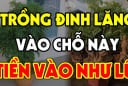 Cây Đinh Lăng trấn giữ của cải đừng trồng linh tinh: Trồng vị trí này tiền vào như nước