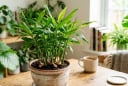 Cây gừng hợp với người thuộc 2 mệnh này nhất: Trồng trong nhà hút trọn may mắn, tài lộc