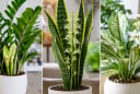 3 cây cảnh bất ngờ nở hoa được xem là điềm báo cát lành, gia chủ sắp đón vận may tài lộc