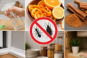 Mẹo đuổi kiến, gián khỏi nhà không cần hóa chất: 7 cách đơn giản, dễ làm mà hiệu quả