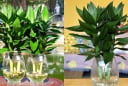 3 vị trí tốt nhất trồng cây phát tài phát lộc
