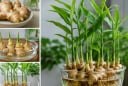 Cách trồng gừng thủy sinh tại nhà để cây xanh tốt, đẻ nhiều nhánh, củ phát triển khỏe