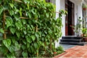 Có nên trồng cây trầu không trước nhà? Người xưa kiêng một điều, nhiều gia đình đang bỏ qua