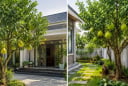 Trồng cây bưởi phong thủy nên trồng trước hay sau nhà? Vị trí nào hút tài lộc, tránh phạm điều kiêng kỵ?