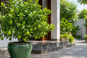 Vì sao nhiều người khuyên nên trồng một chậu chanh trước nhà?