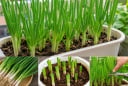 Cách trồng hành lá trong chậu đơn giản, xanh tốt quanh năm, tránh sai lầm khiến cây vàng úa