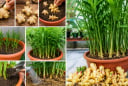 Cách trồng gừng trong chậu để gừng đẻ nhiều nhánh, nhiều củ