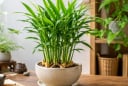 Vì sao nhiều người thích trồng gừng làm cây cảnh, không chỉ để lấy củ