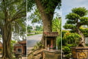 Người xưa dặn: Thấy 3 loại cây này, chớ tùy tiện chặt bỏ kẻo bị cho là “động” vào phúc lộc