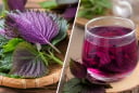 Uống nước tía tô hay ăn lá tía tô tốt hơn?
