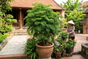 Nhà nào trồng cây đinh lăng cũng nên biết 4 điều này, dùng đúng thì tiện ích, dùng sai dễ phản tác dụng