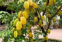 Tin vui cho những nhà đang trồng cây khế