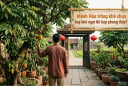Mệnh Hỏa trồng khế chua hay khế ngọt thì hợp phong thủy?