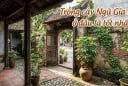 Trồng cây Ngũ Gia Bì ở đâu là tốt nhất?