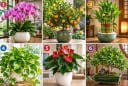  Chọn 1 cây cảnh bạn ấn tượng để xem điểm mạnh giúp bạn thu hút tiền tài là gì?