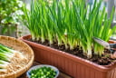 Trồng hành trong chậu cực dễ: Tận dụng gốc hành bỏ đi, vài tuần là có hành xanh ăn quanh năm