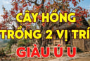 2 vị trí trồng hồng hút tài lộc vào nhà: Ai không biết thật đáng tiếc
