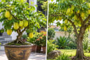Trồng cây khế cảnh phong thủy: Nên để trong chậu hay trồng thẳng xuống sân vườn để hút tài lộc?