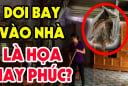 3 con vật vào nhà mang tới may mắn
