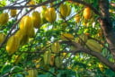 Trồng khế nên trồng khế chua hay khế ngọt