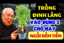 Cây đinh lăng trấn giữ của cải: Trồng đúng chỗ này tiền bạc chảy vào nhà ùn ùn