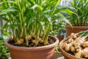 Vì sao gần đây nhiều người thích trồng gừng trong chậu cảnh?