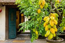 2 hướng tốt nhất trồng cây Khế