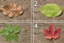Chọn 1 chiếc lá bạn ấn tượng nhất sẽ nói trước vận may bạn gặp được trong tháng 10 là gì?