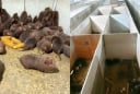 Loài đặc sản “ăn ít, gần như không uống nước”, một nông dân Nghệ An nuôi thành công, mở hướng làm giàu mới