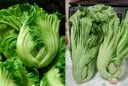 Vì sao mùa thu nên ăn cải bẹ xanh?