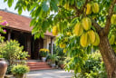 Người tuổi nào hợp trồng cây khế phong thủy? 4 con giáp được xem là dễ đón tài lộc, gia đạo thêm thuận